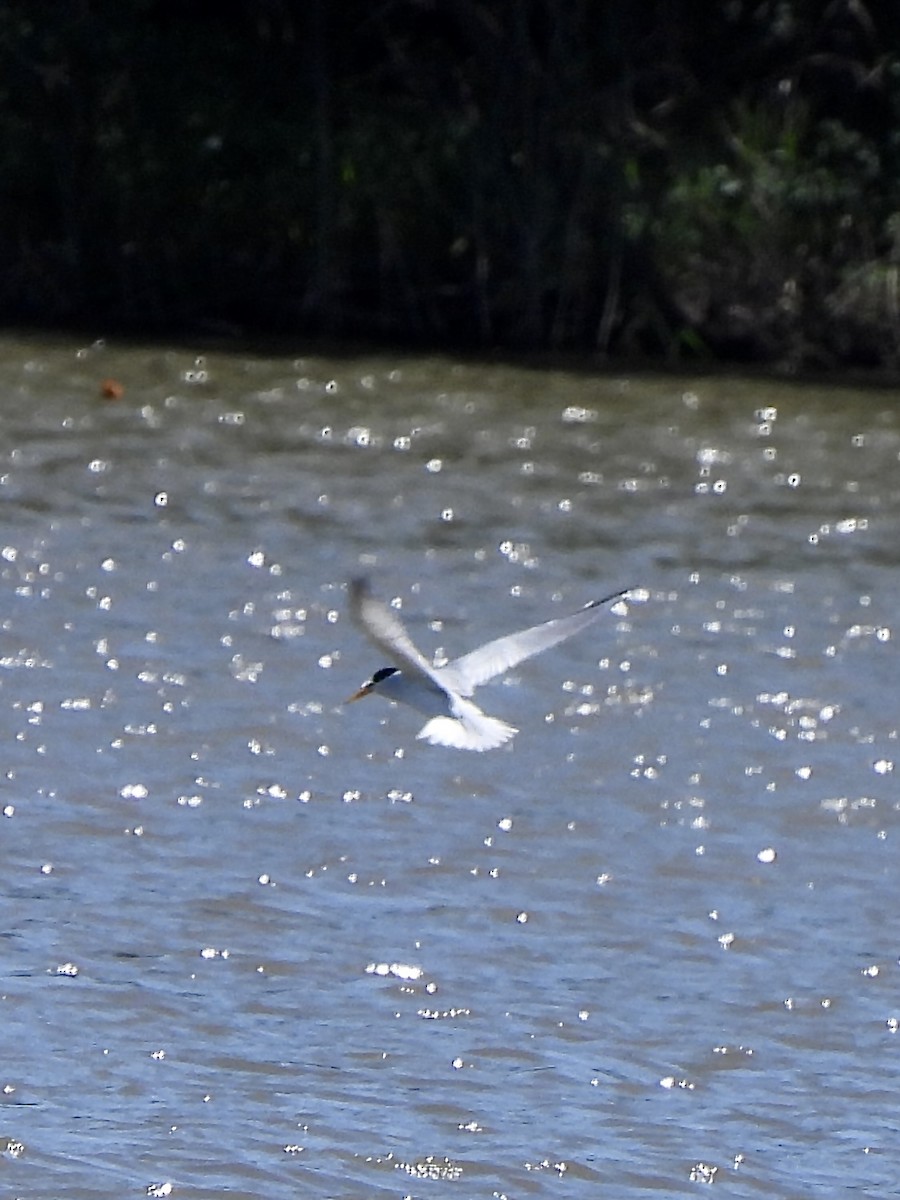 Least Tern - ML619590064