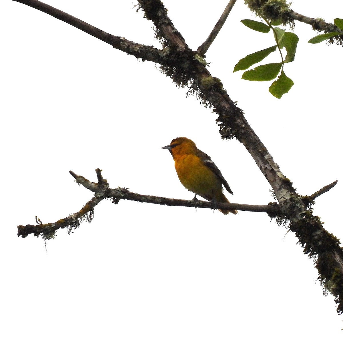 Bullock's Oriole - Susan Kirkbride