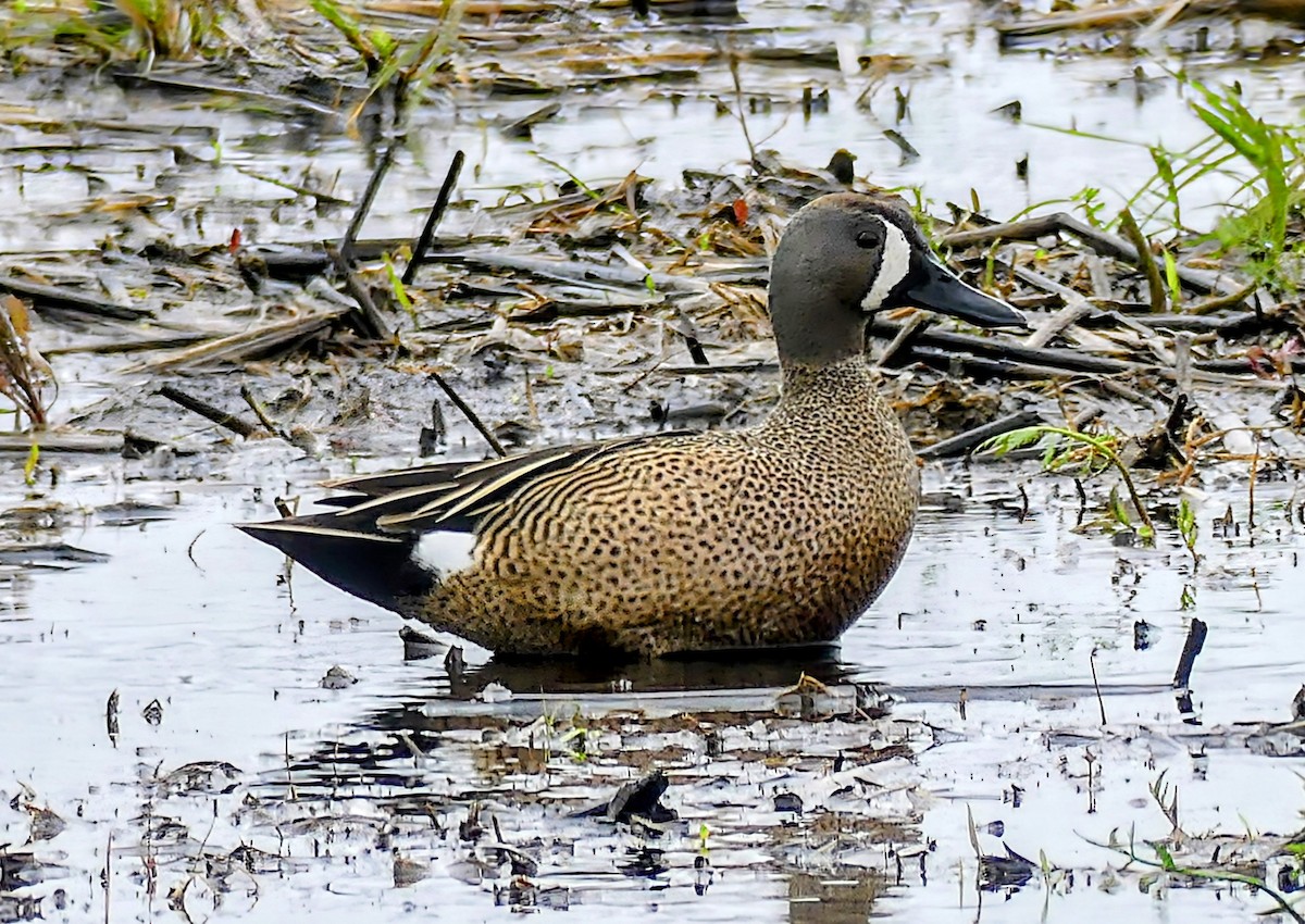 Blue-winged Teal - Evan Peterson