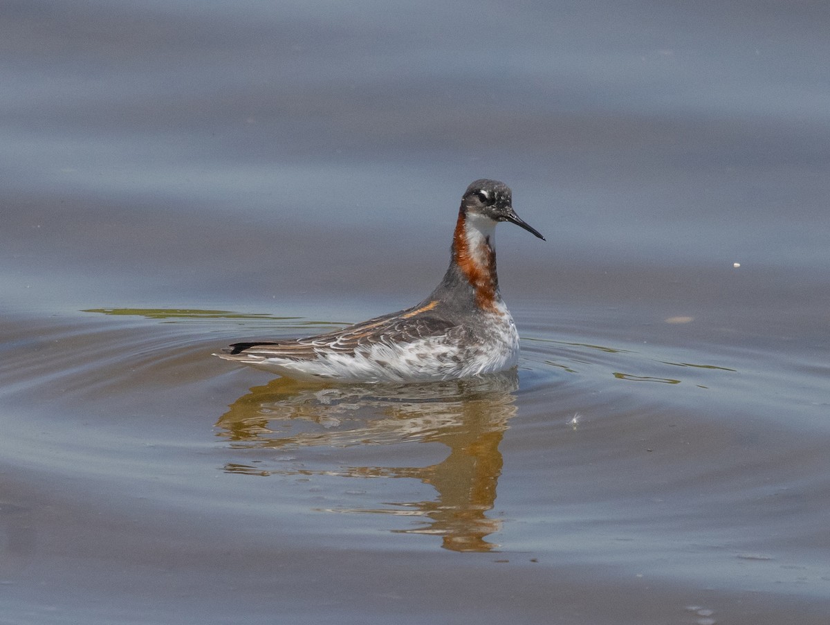 Red-necked Phalarope - MCHL ____