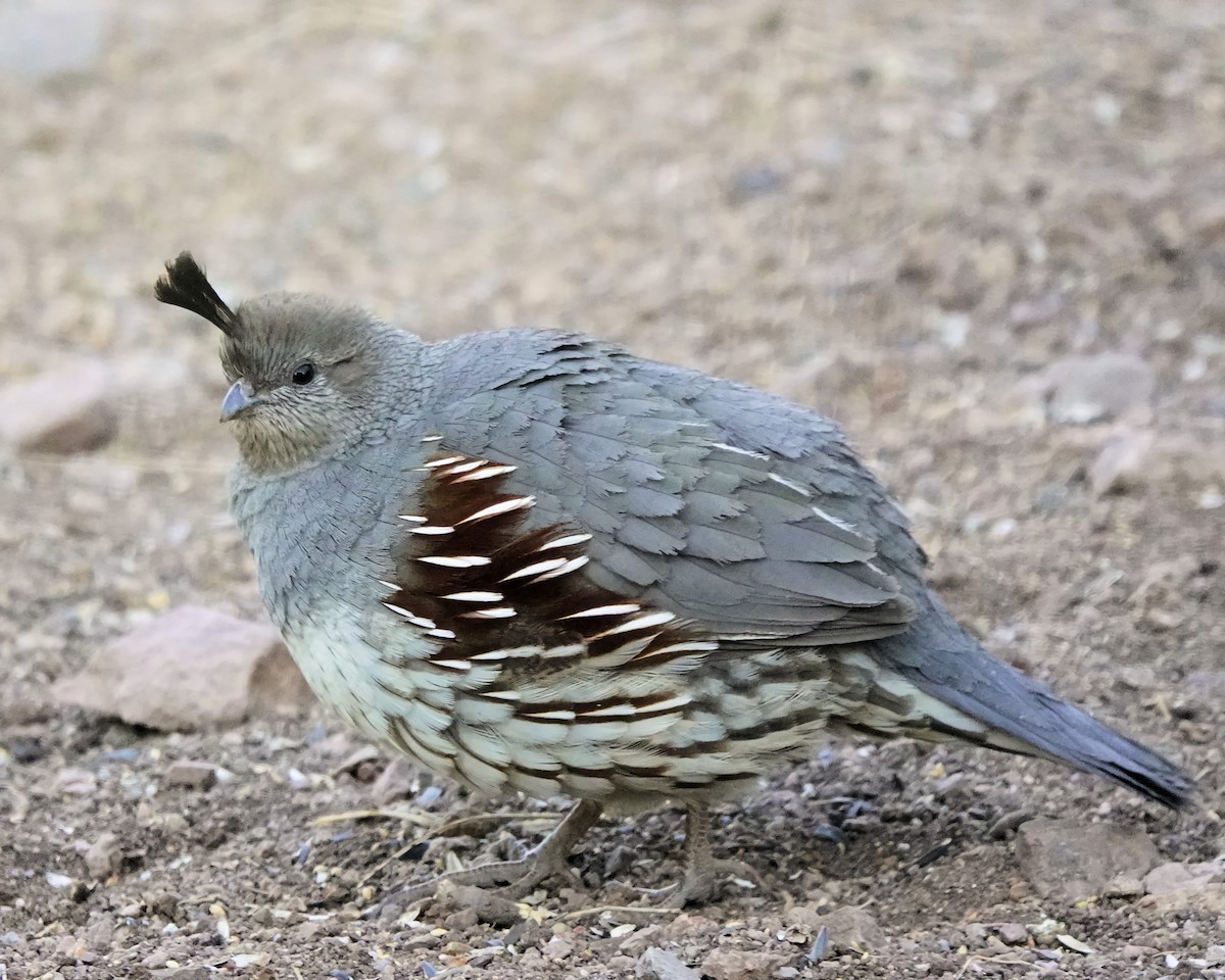 Gambel's Quail - Marie Ostrander