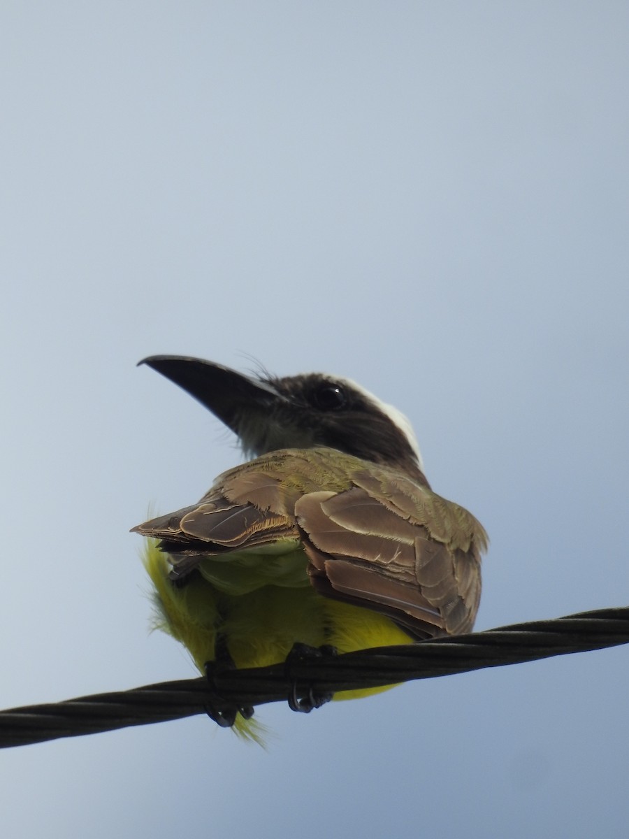 Boat-billed Flycatcher - Jose Fernando Sanchez O.