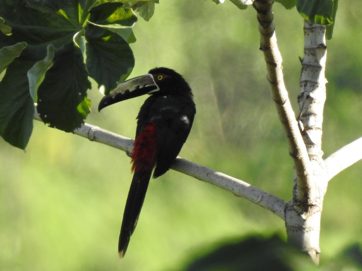 Collared Aracari - Paula Peña-Amaya