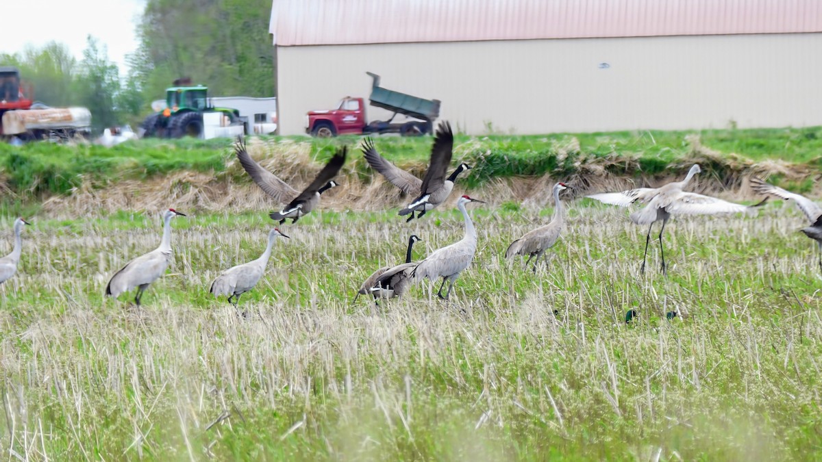 Sandhill Crane - Evan Peterson