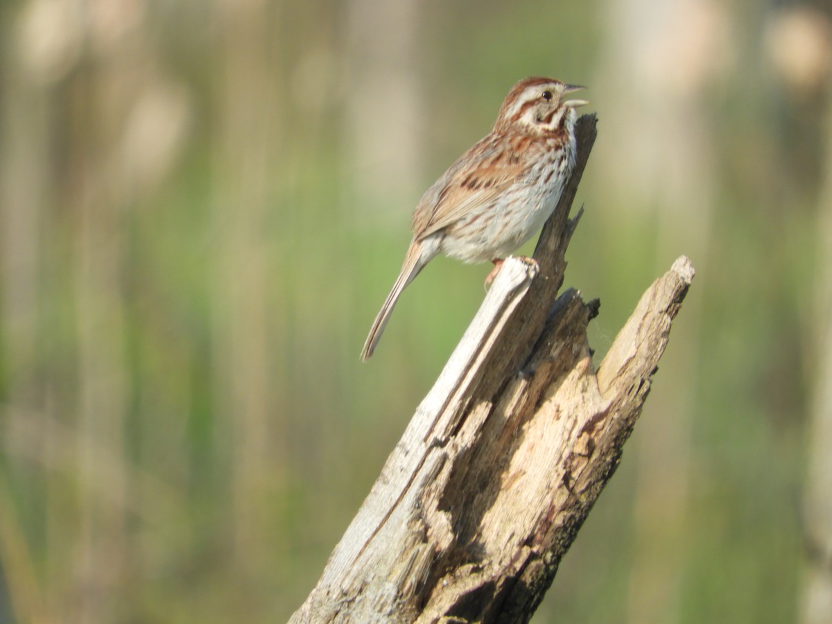 Song Sparrow - Thomas Bürgi