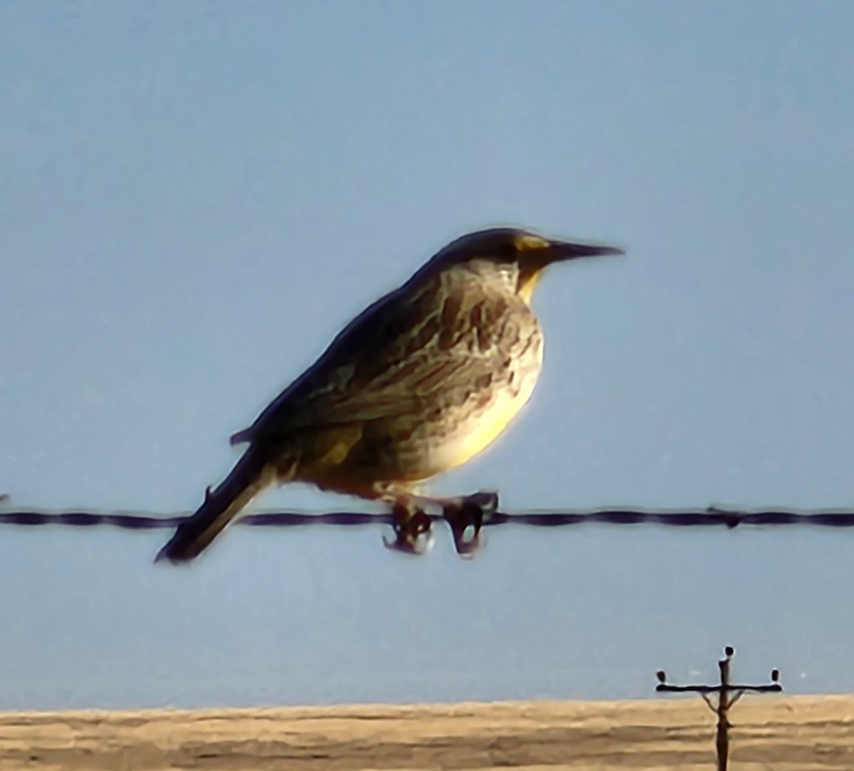 Western Meadowlark - Nancy Cox