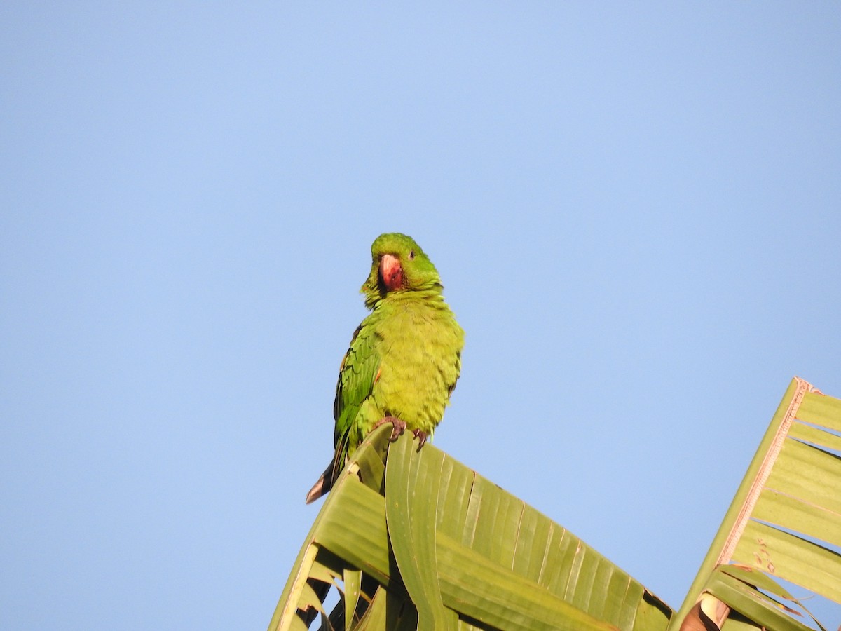 White-eyed Parakeet - Roberto Rebeque Junior