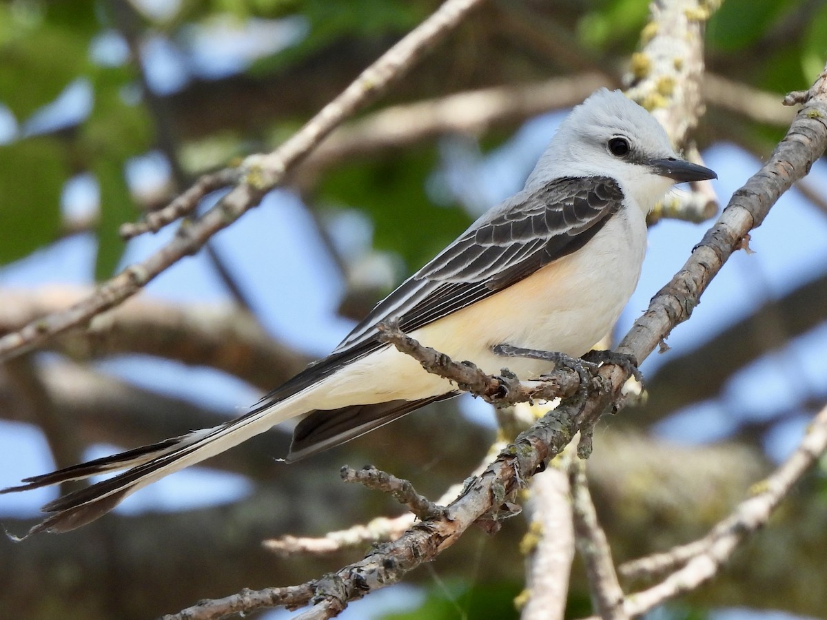 Scissor-tailed Flycatcher - debbie martin