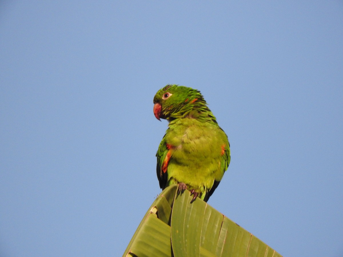 Aratinga Ojiblanca - ML619590099