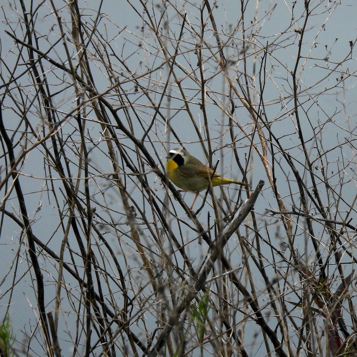 Common Yellowthroat - Susan Kirkbride