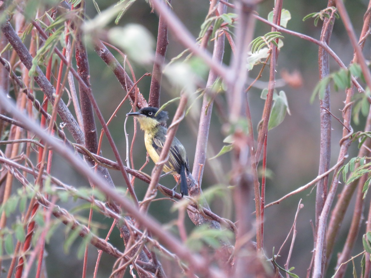 Common Tody-Flycatcher - Sam Holcomb