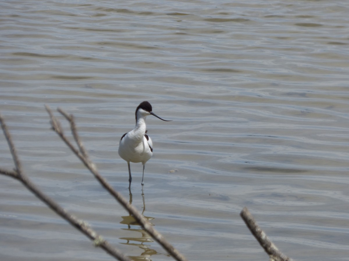 Pied Avocet - ML619590105