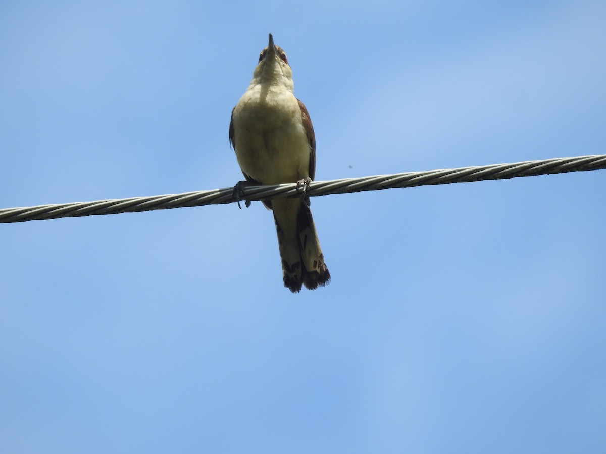 Tropical Mockingbird - Jose Fernando Sanchez O.