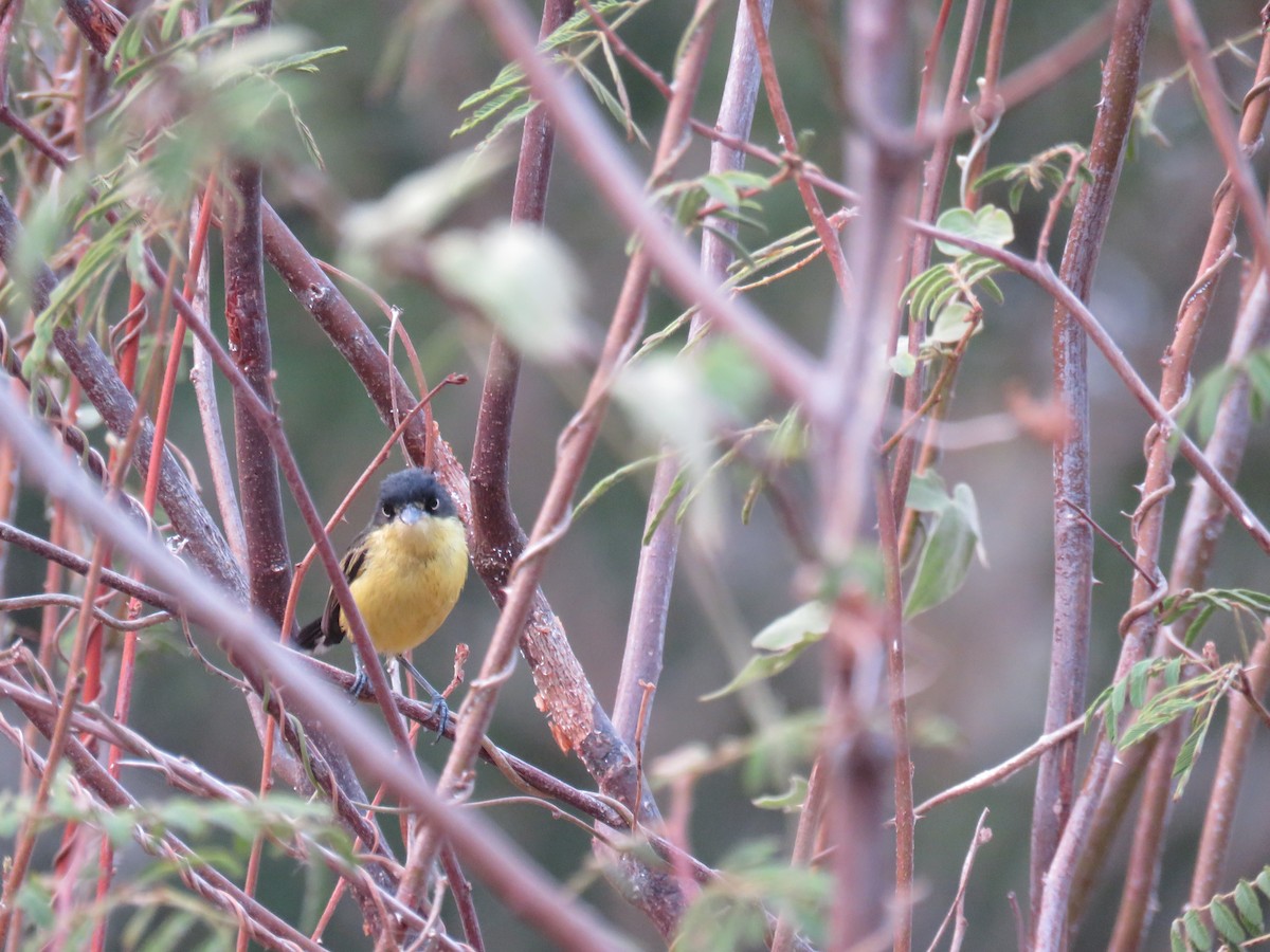 Common Tody-Flycatcher - Sam Holcomb