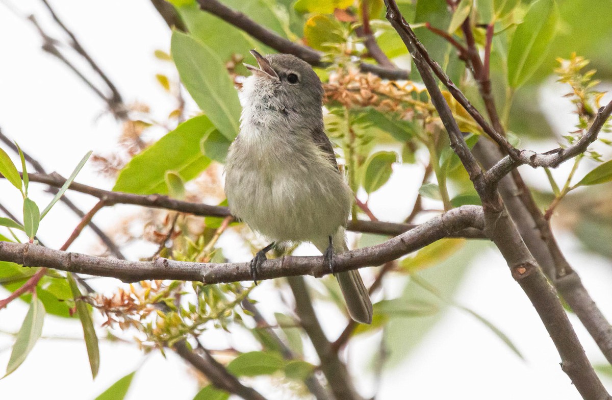 Bell's Vireo - John Scharpen