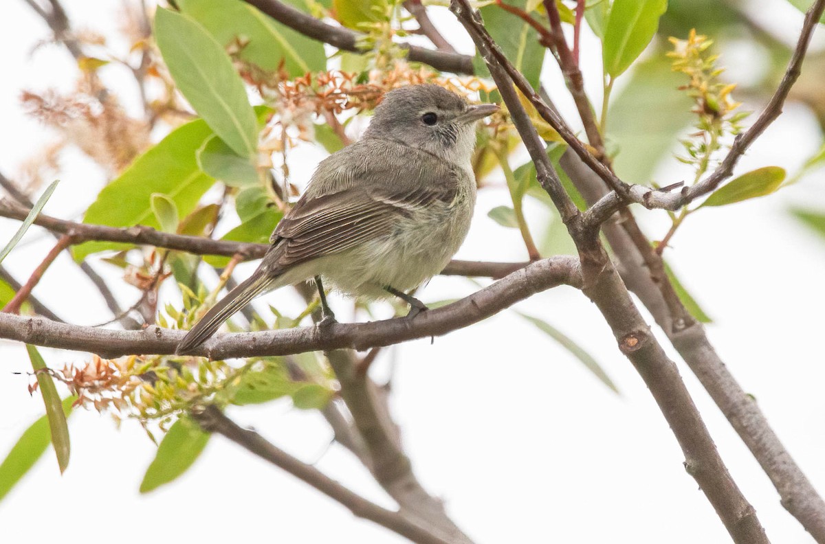 Bell's Vireo - John Scharpen