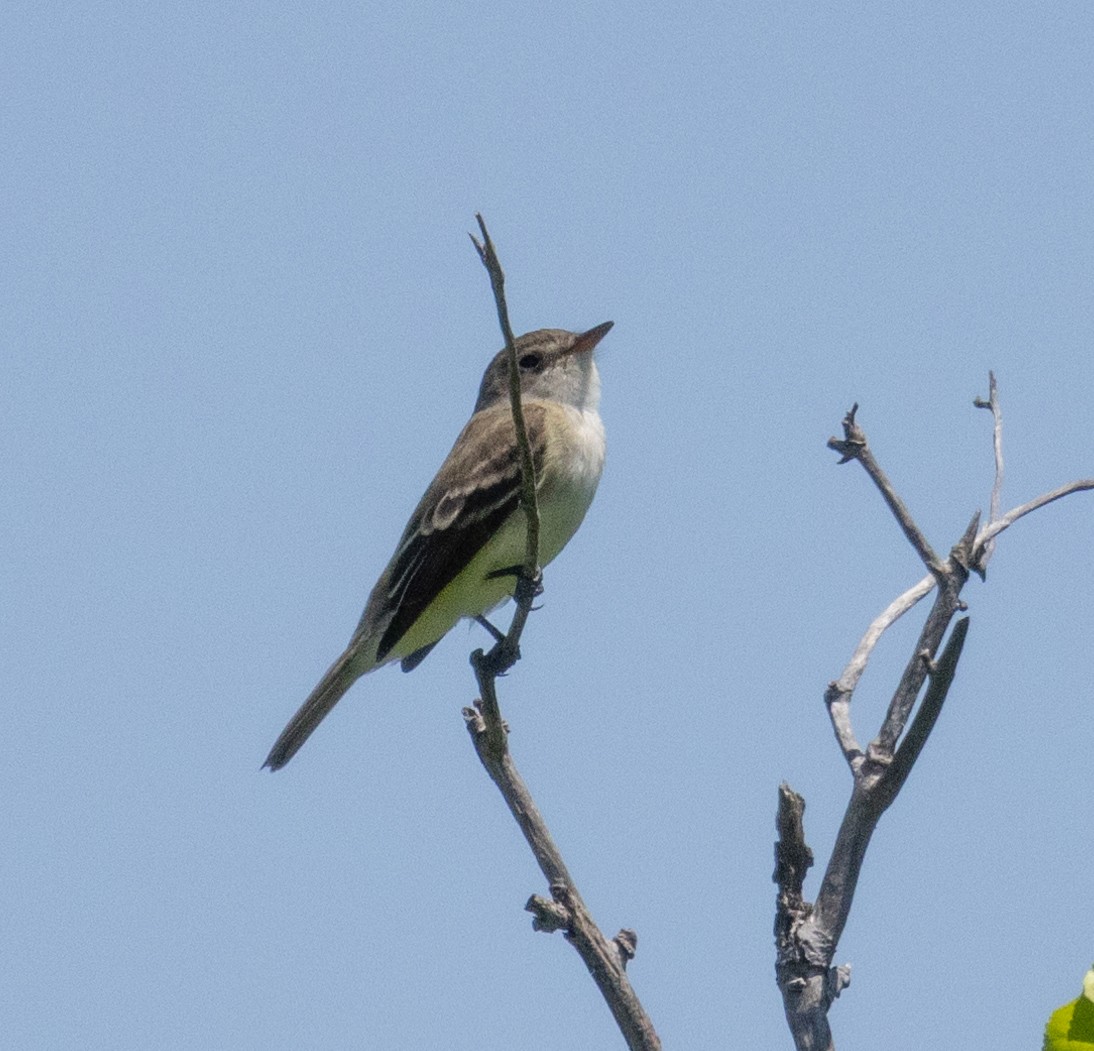 Willow Flycatcher - MCHL ____