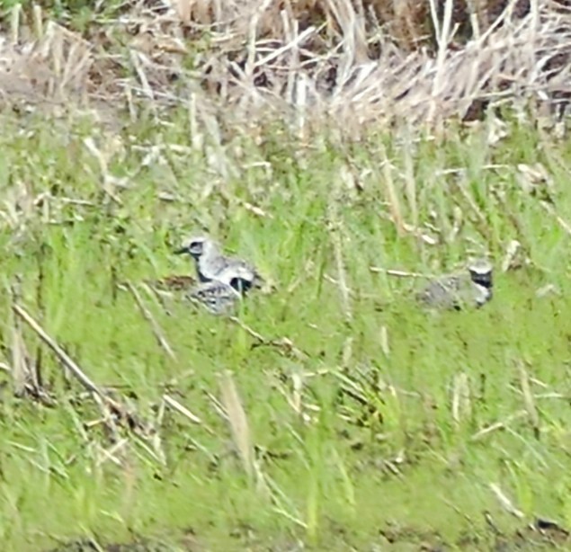 Black-bellied Plover - Evan Peterson