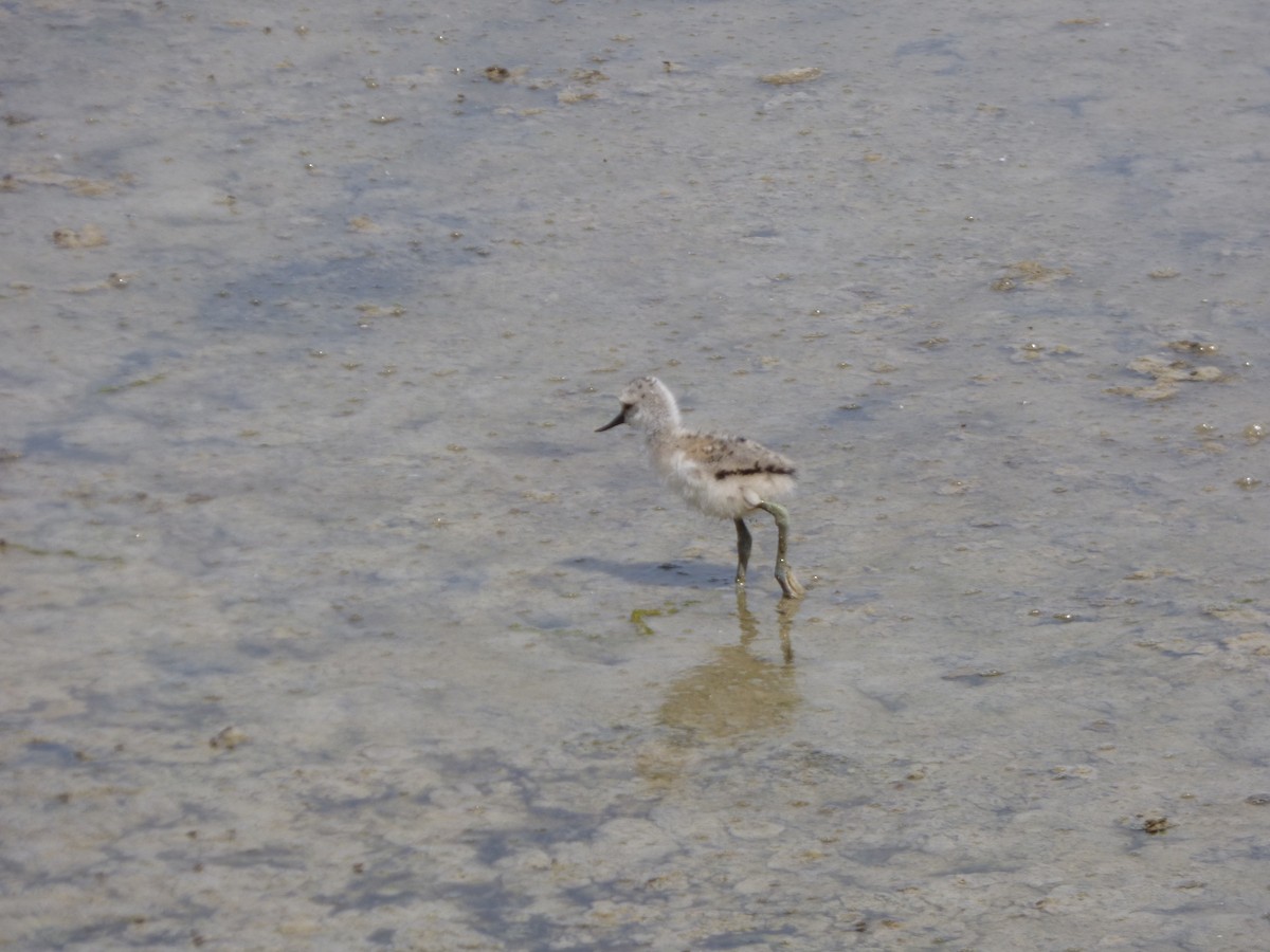 Pied Avocet - ML619590127