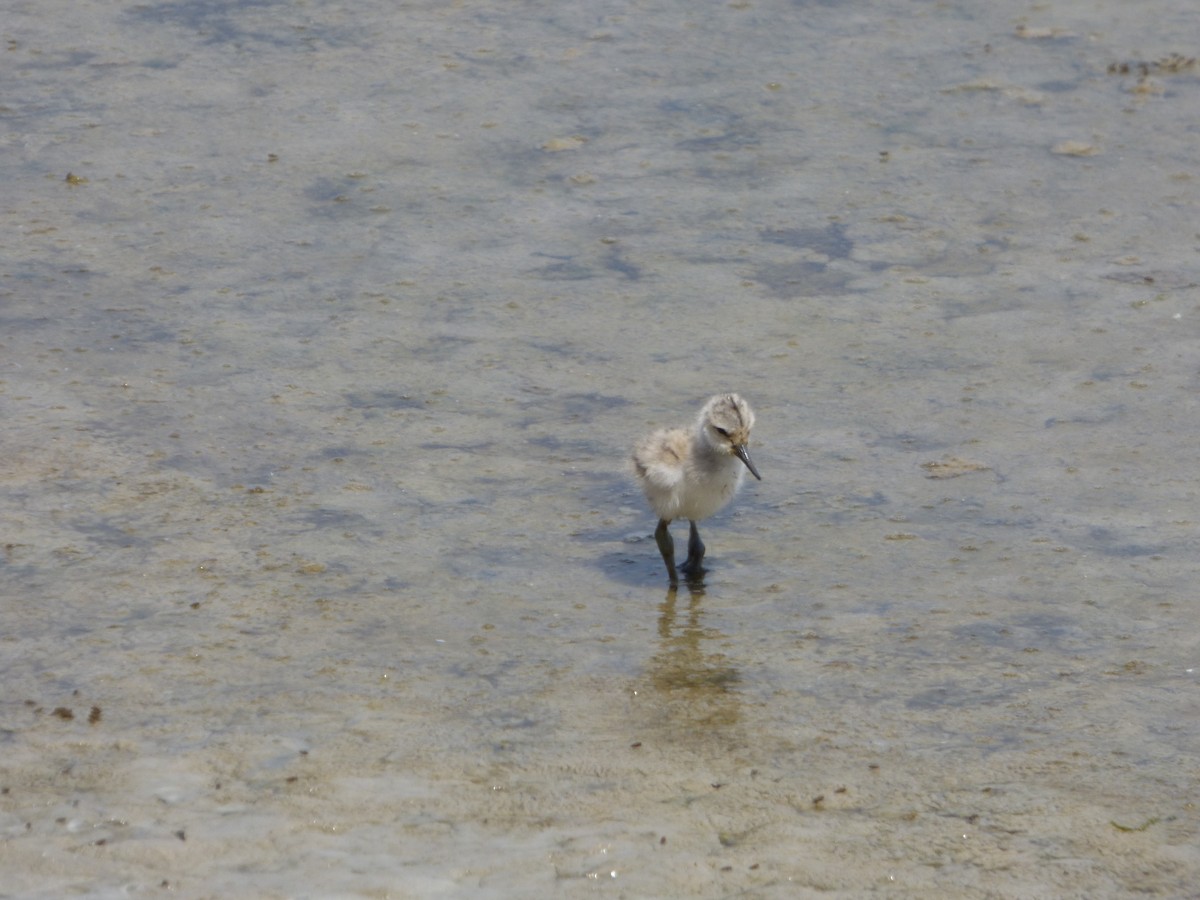 Pied Avocet - Panagiotis Michalakos