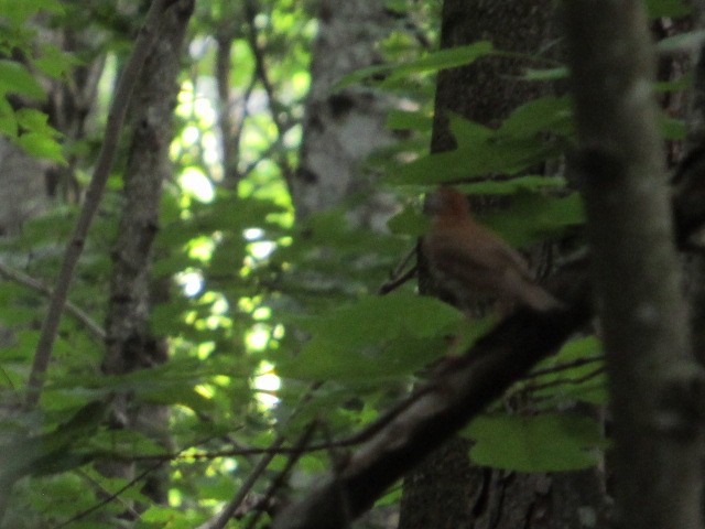 Wood Thrush - ML619590134