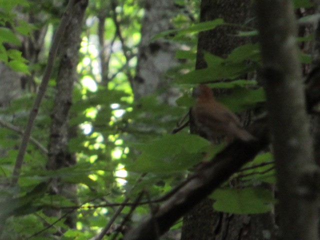 Wood Thrush - Timothy Blanchard