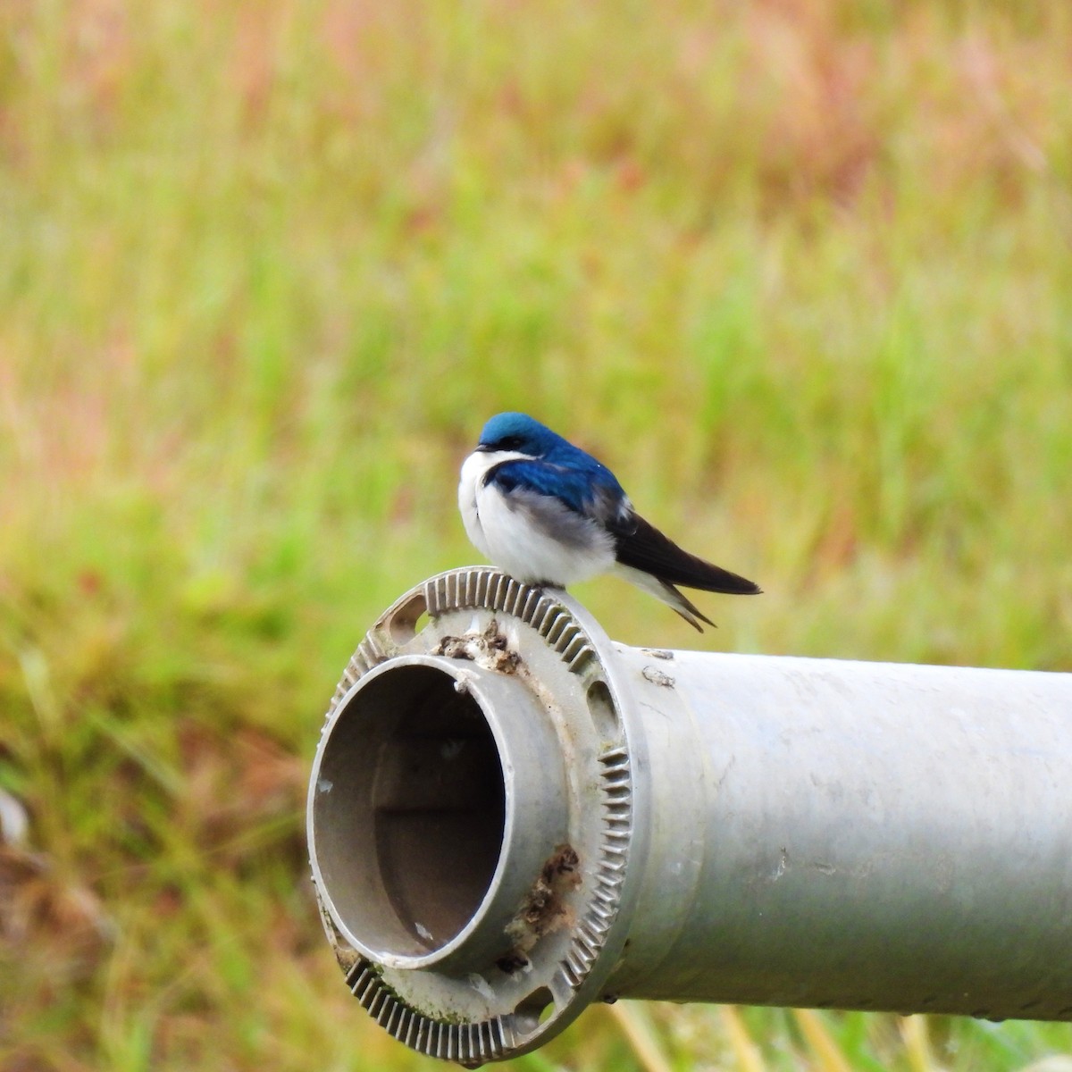 Tree Swallow - Susan Kirkbride