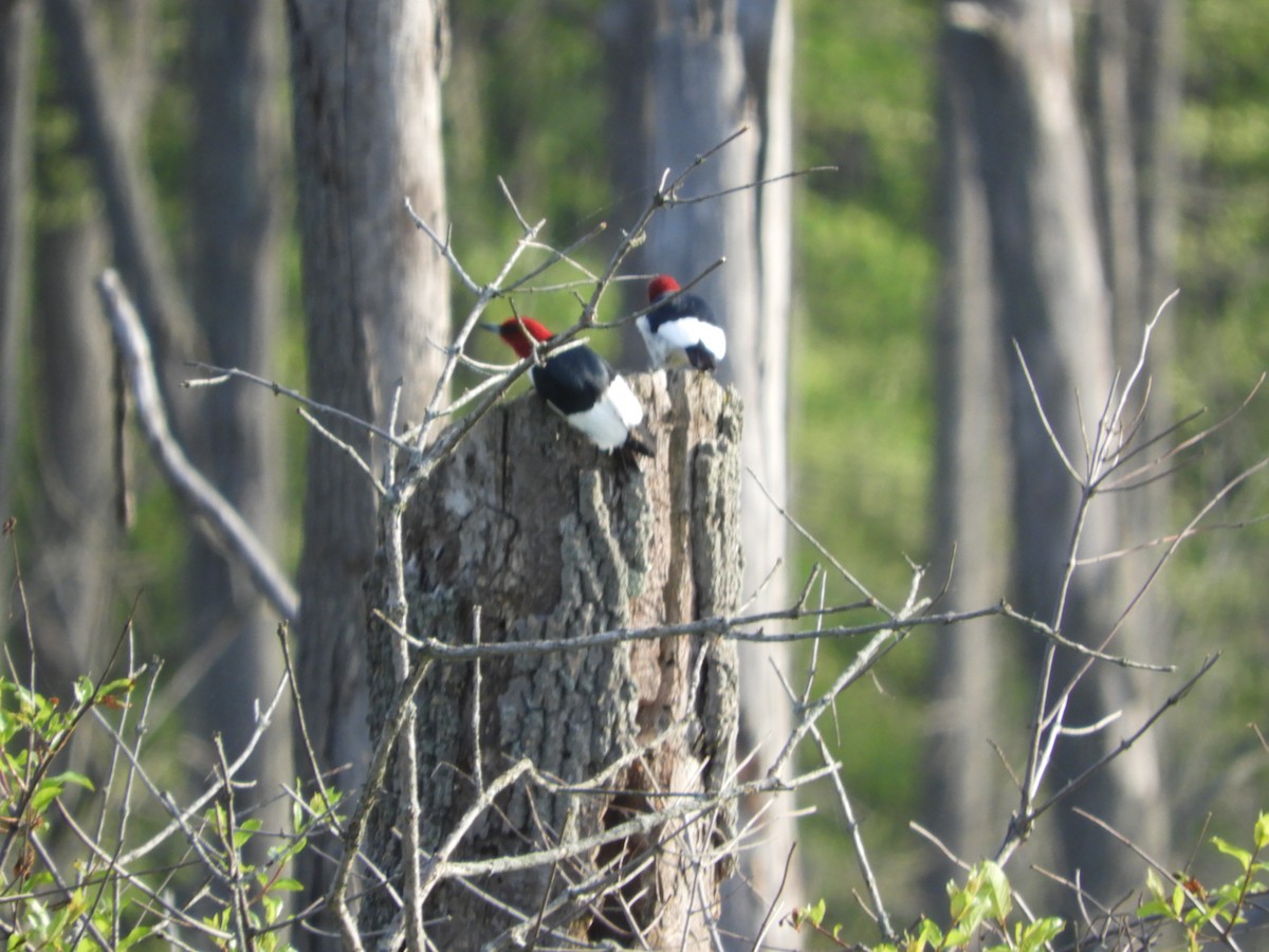 Red-headed Woodpecker - Thomas Bürgi