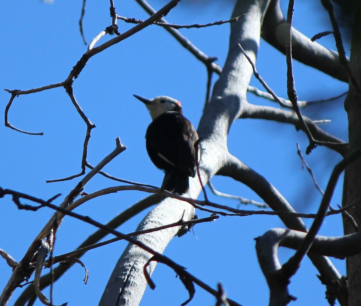 White-headed Woodpecker - Liz & Kev