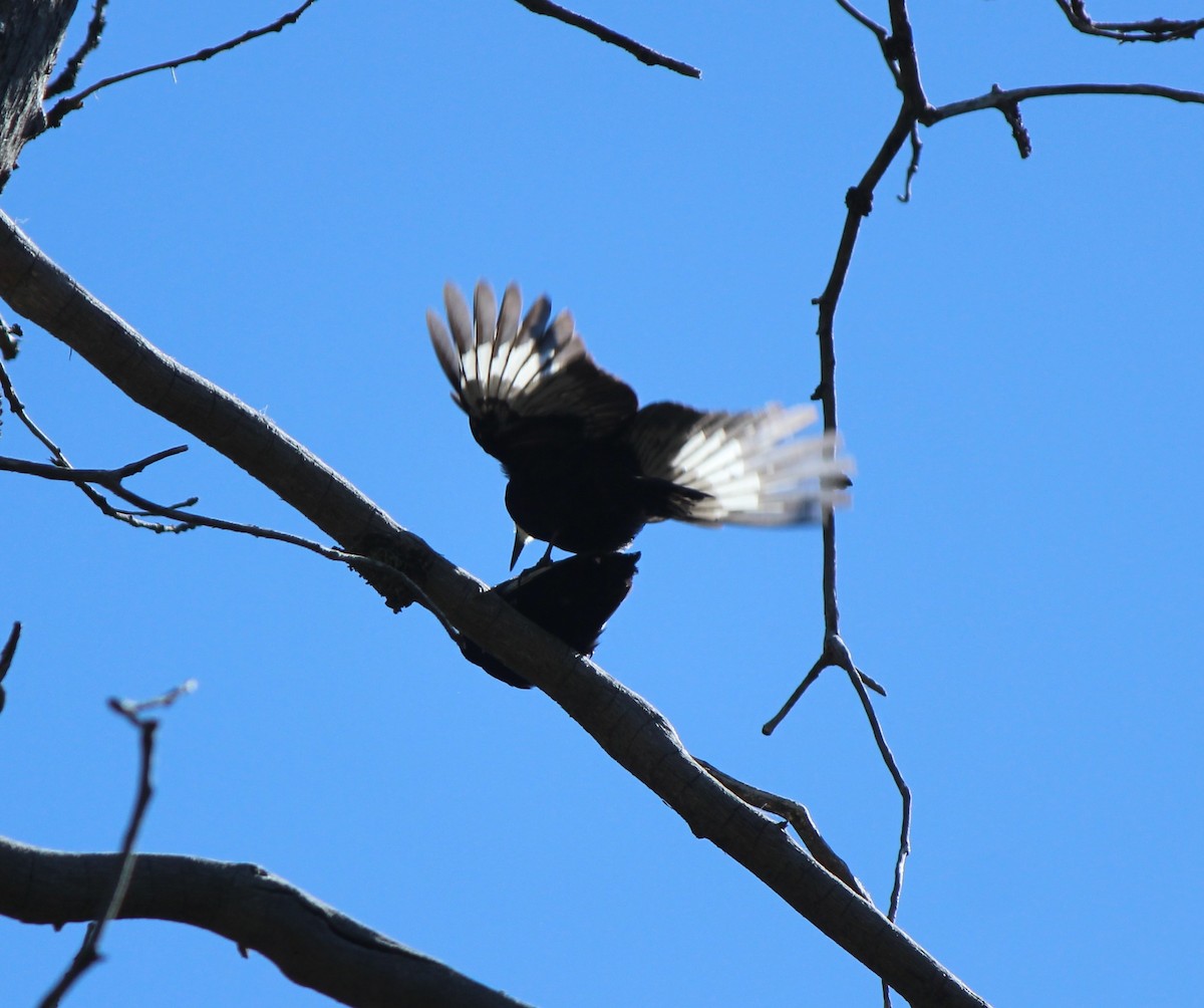 White-headed Woodpecker - Liz & Kev