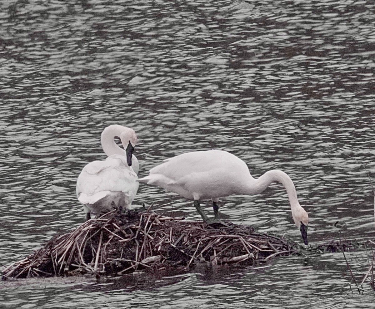 Trumpeter Swan - maxine reid