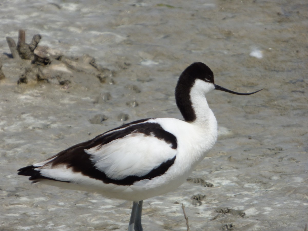 Pied Avocet - ML619590161