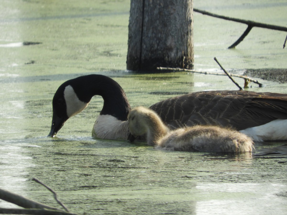 Canada Goose - Thomas Bürgi