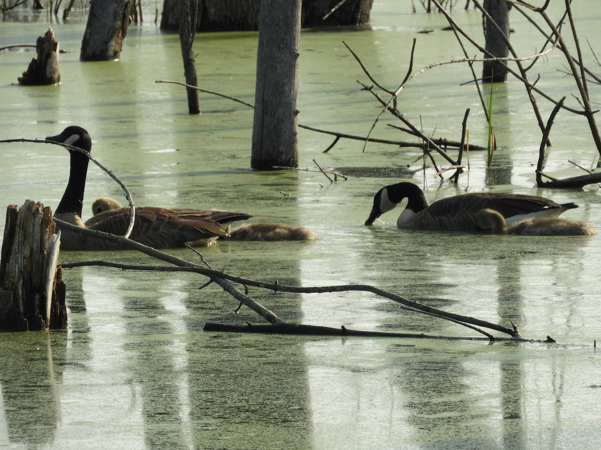 Canada Goose - Thomas Bürgi