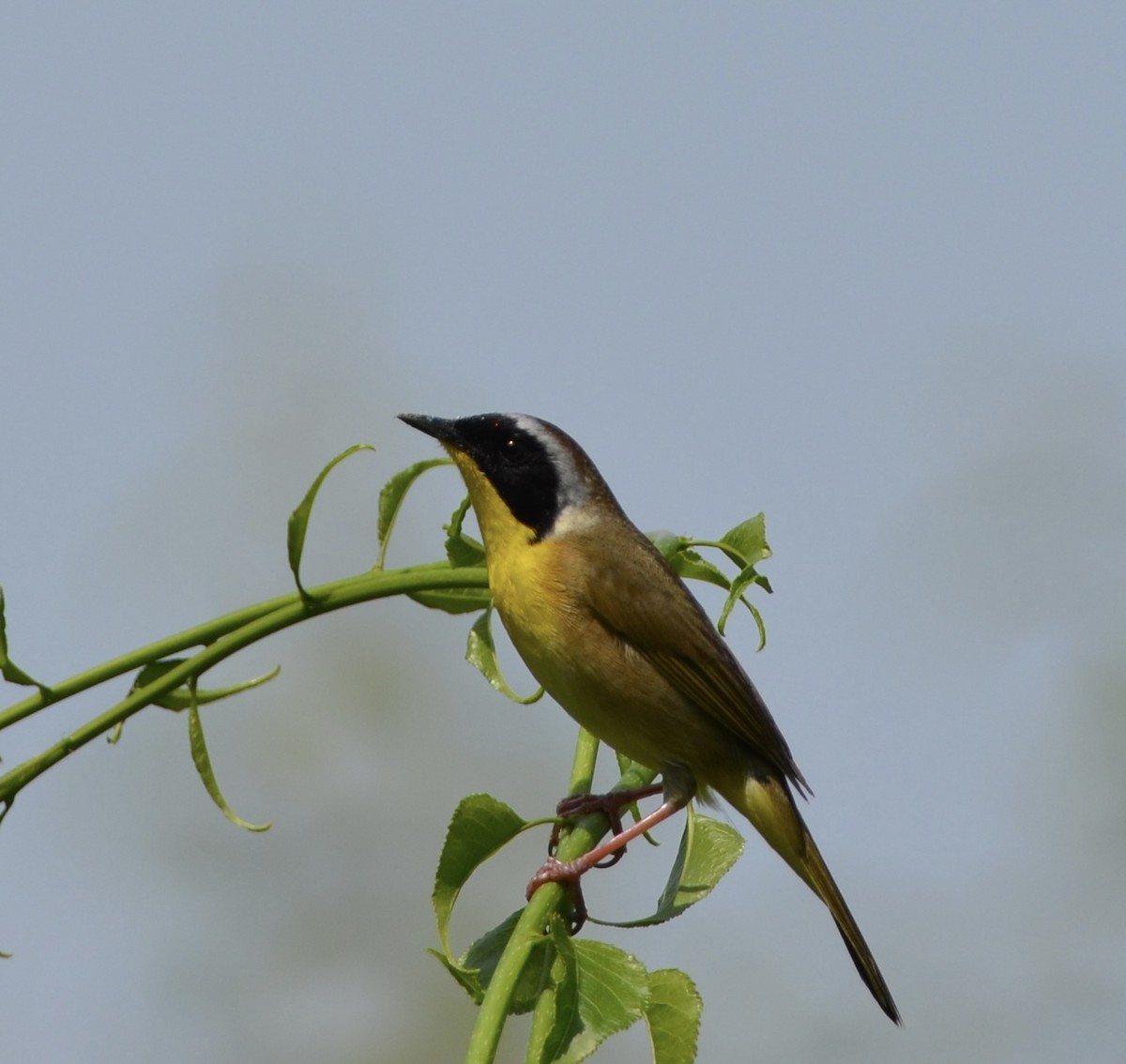 Common Yellowthroat - Alex Zur