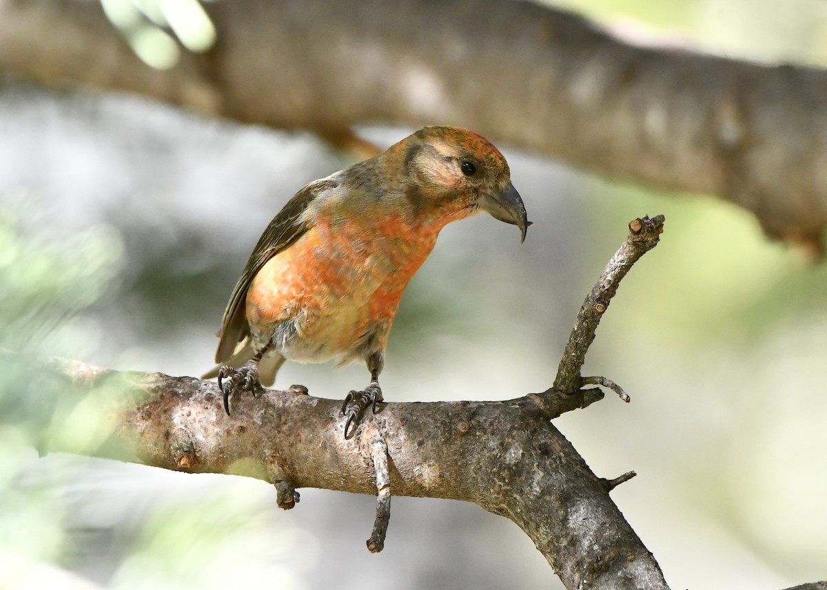 Red Crossbill - M Nagy