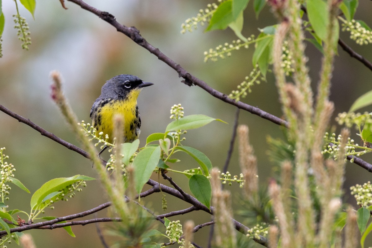 Kirtland's Warbler - Jacob Durrent