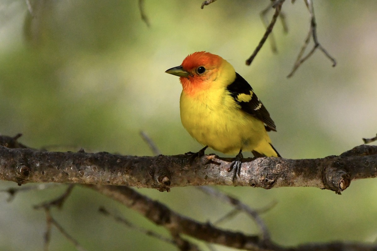 Western Tanager - M Nagy