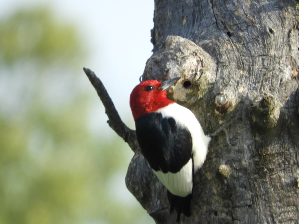 Red-headed Woodpecker - Thomas Bürgi