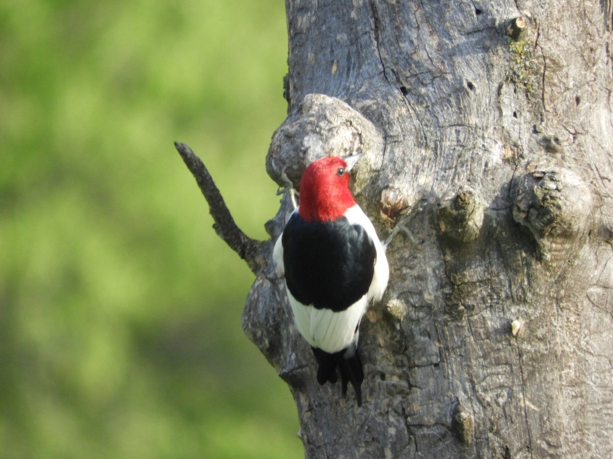 Red-headed Woodpecker - Thomas Bürgi