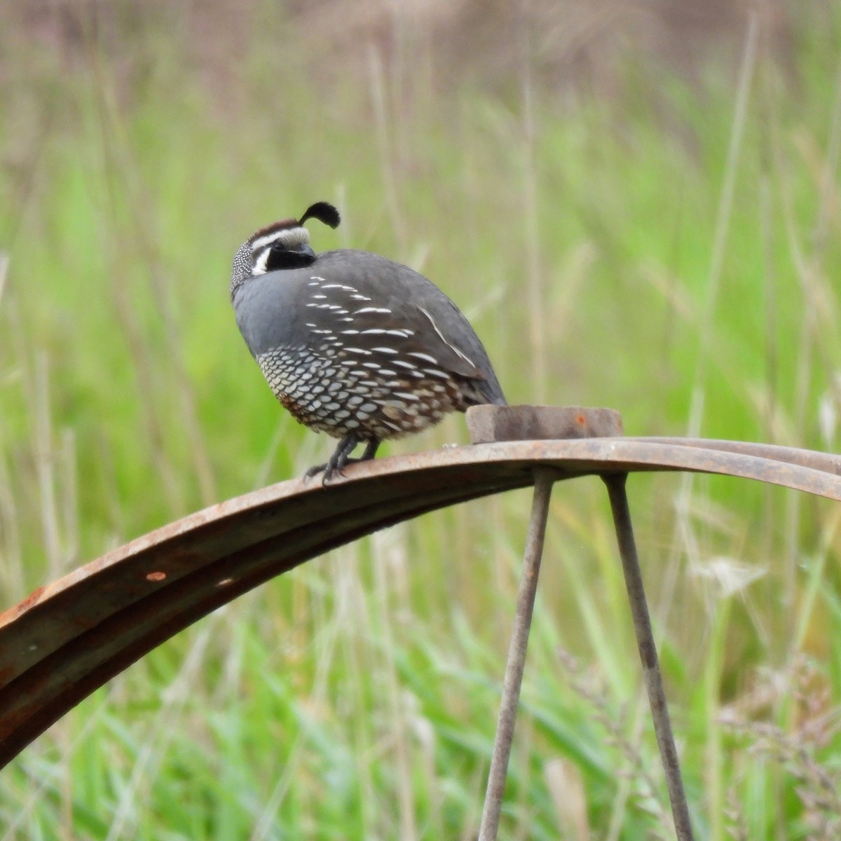 California Quail - Susan Kirkbride