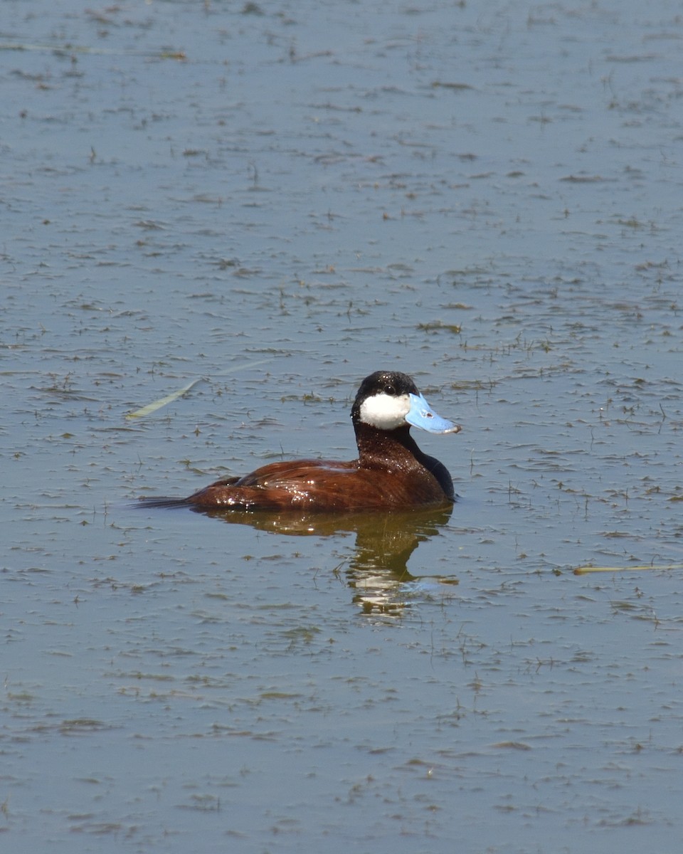 Ruddy Duck - Guillaume Charette