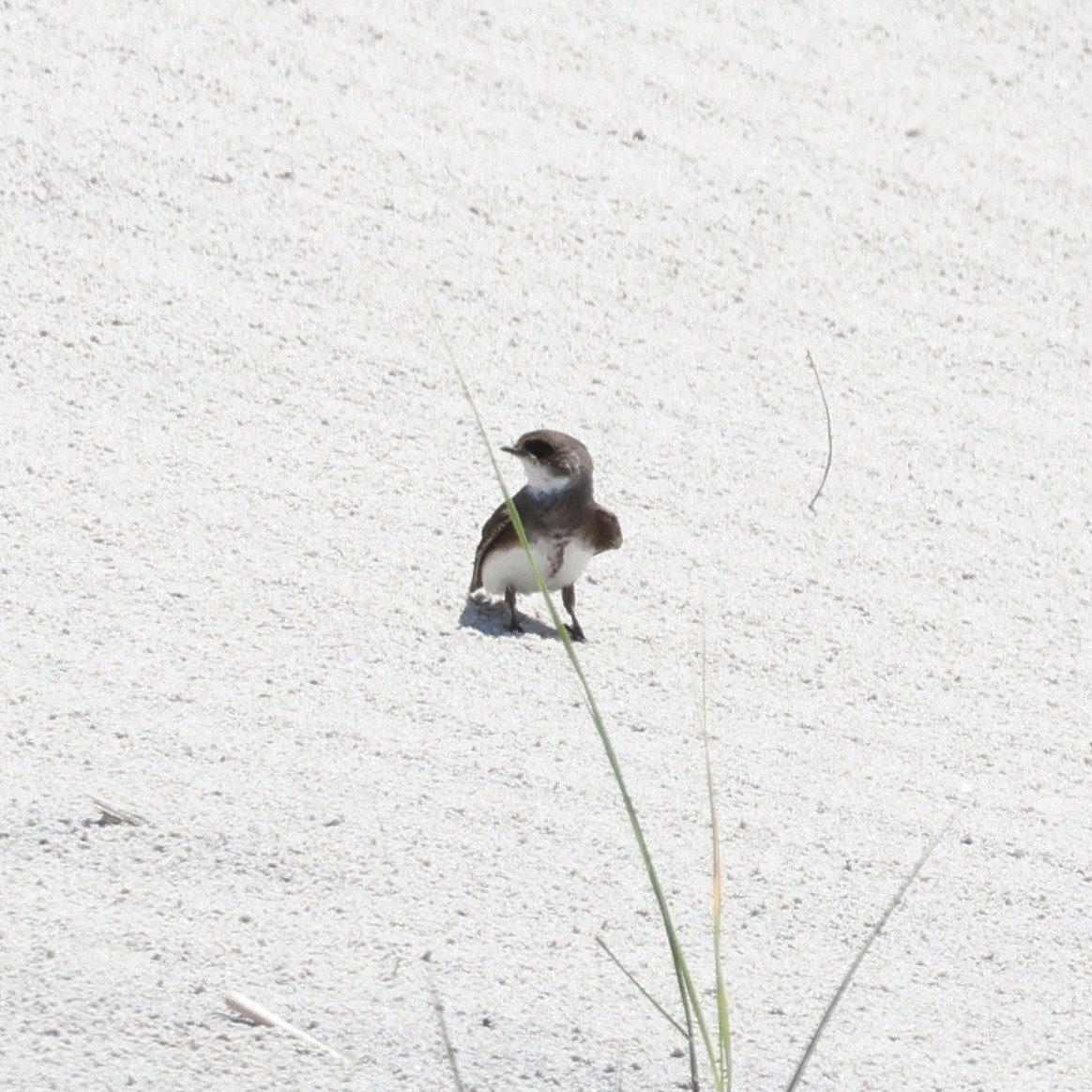 Bank Swallow - Parsley Steinweiss