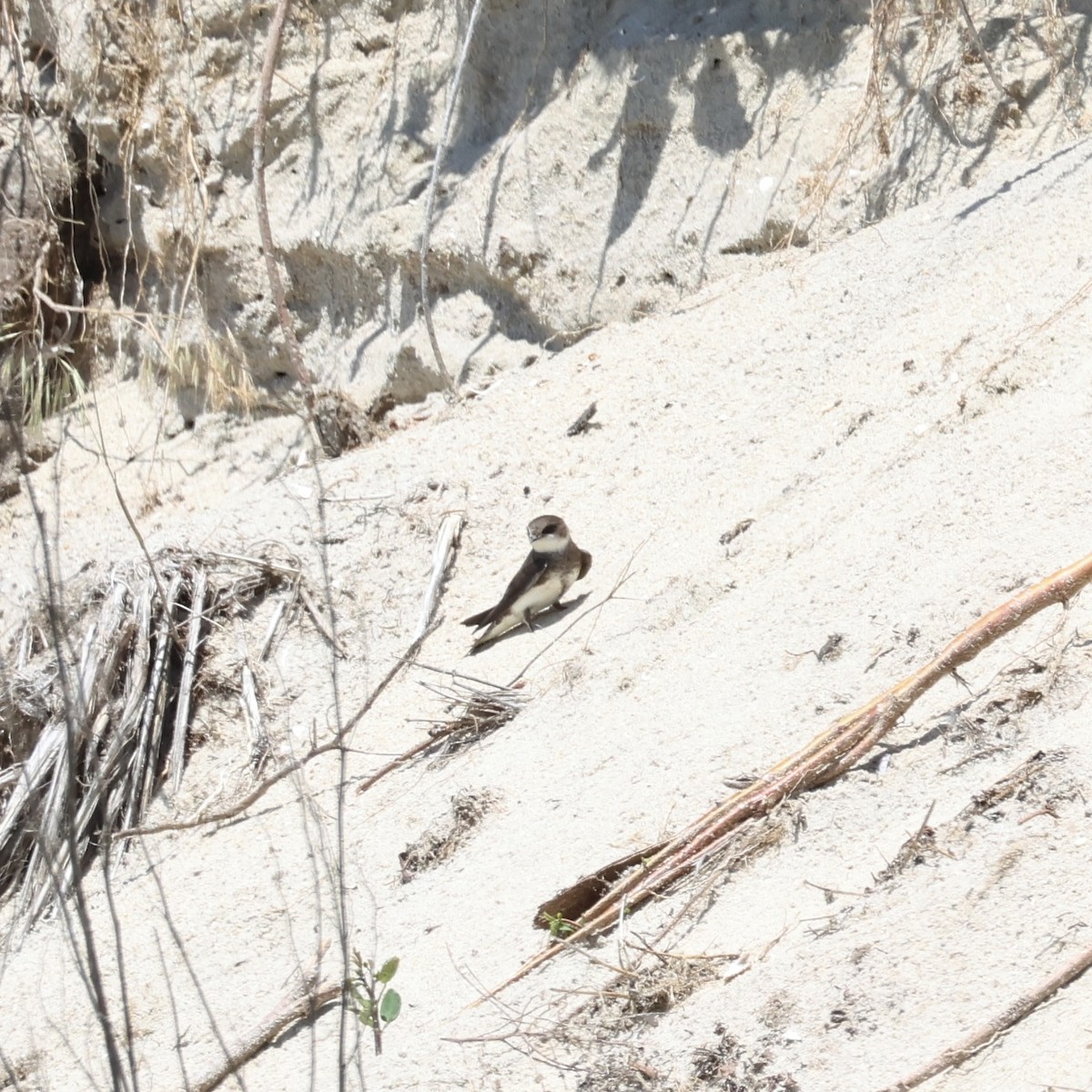 Bank Swallow - Parsley Steinweiss