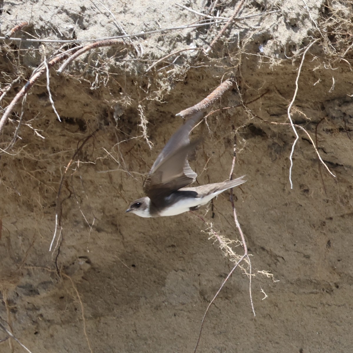 Bank Swallow - Parsley Steinweiss