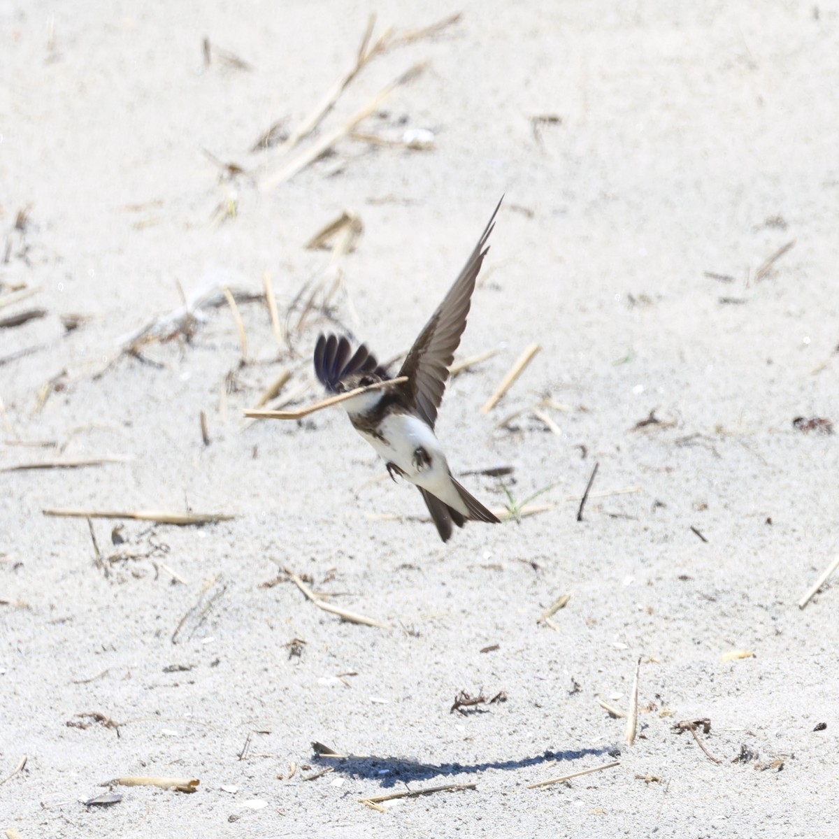 Bank Swallow - Parsley Steinweiss