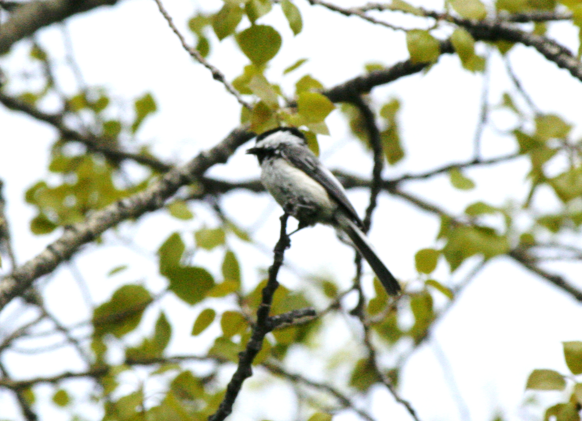 Black-capped Chickadee - Muriel & Jennifer Mueller