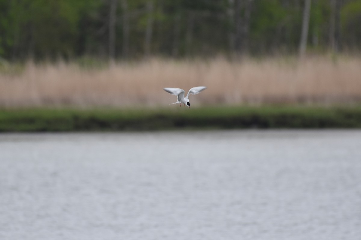 Common Tern - ML619590211