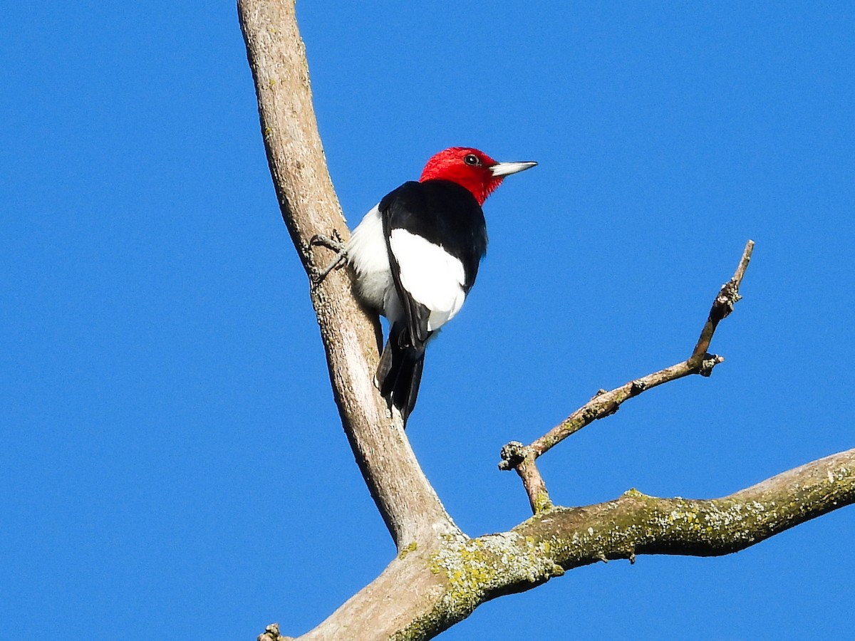 Red-headed Woodpecker - Haley Gottardo