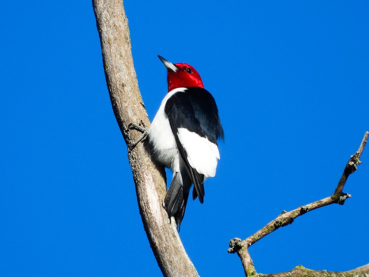 Red-headed Woodpecker - Haley Gottardo